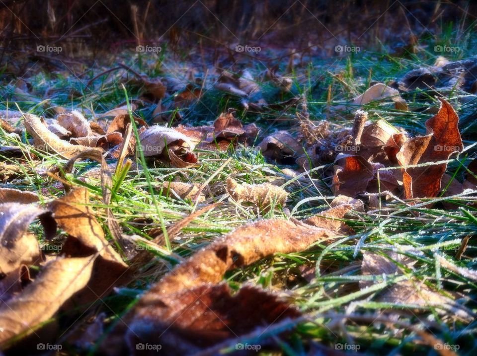 Frost in Late Fall