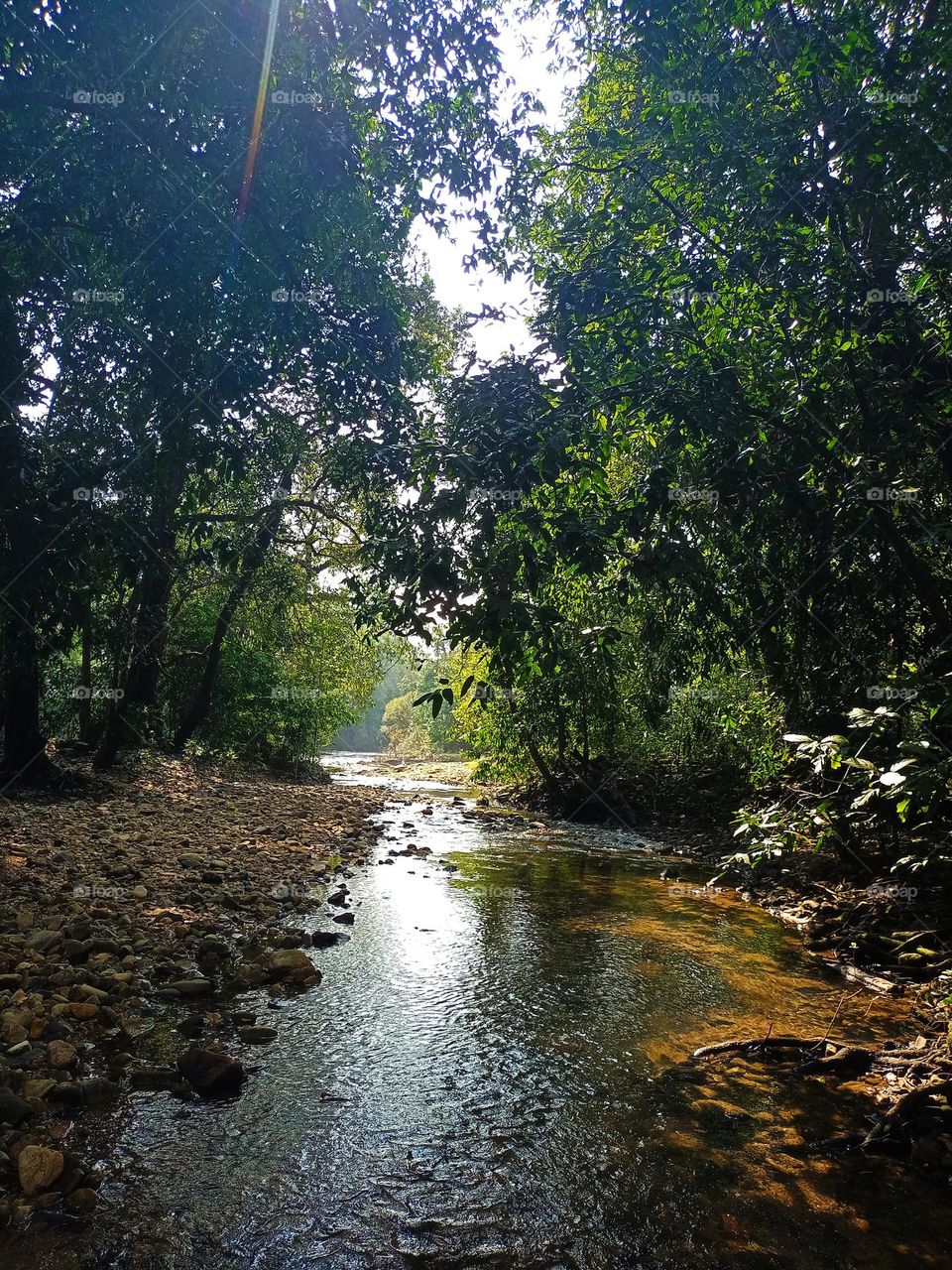 Nice river view of middle in the forest it was amazing to see closely nature enjoying holidays