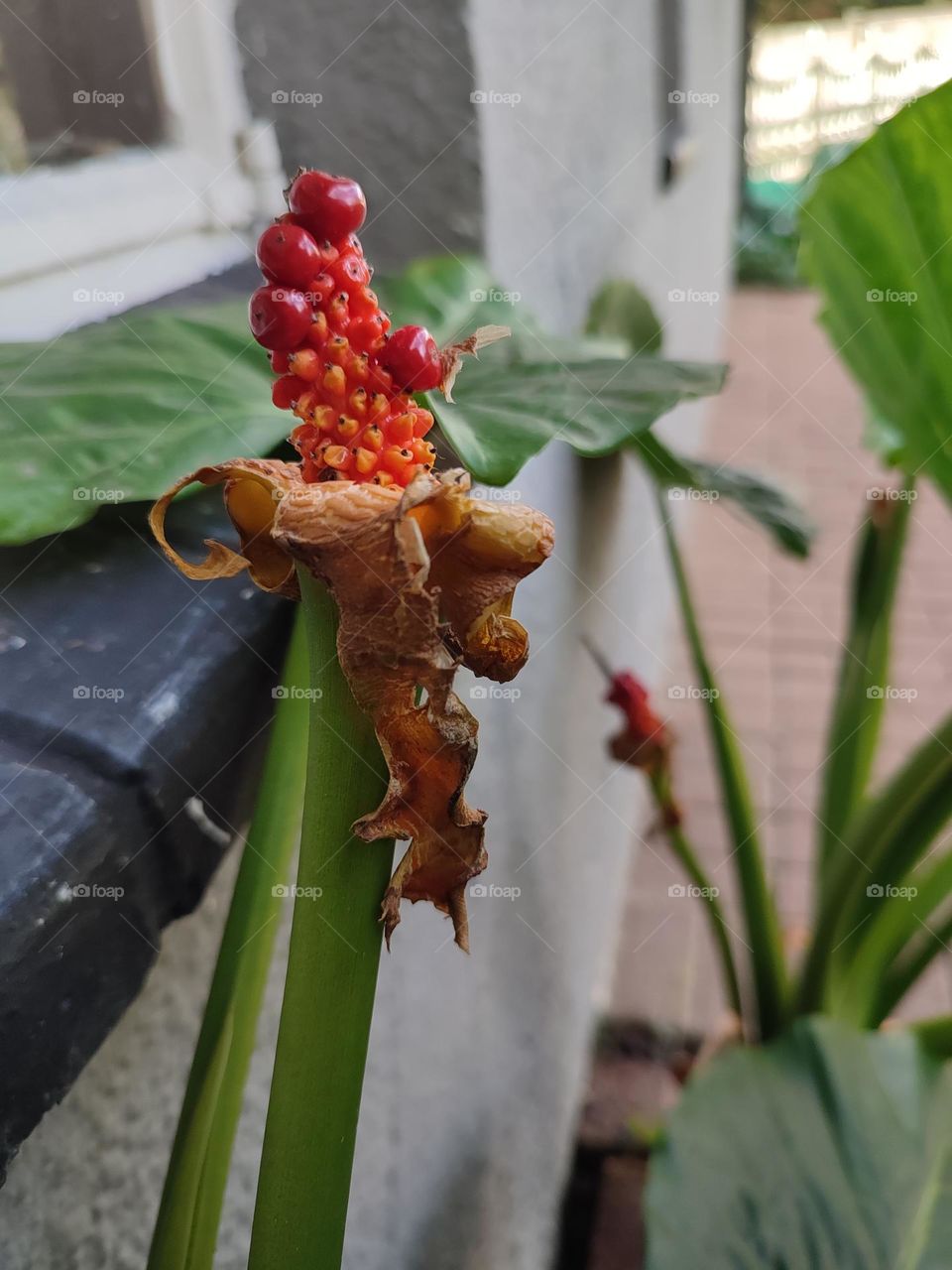 Alocasia brisbanensis