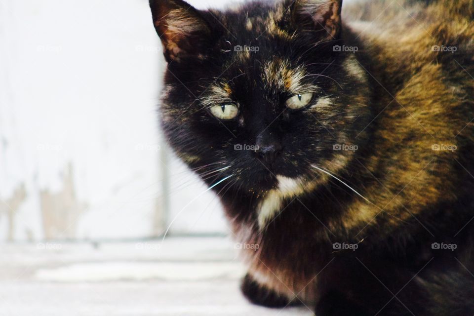 Tortoise Shell Cat 