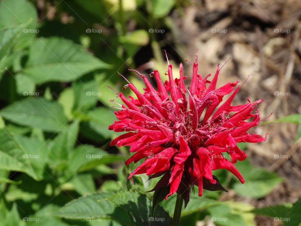 Red flower in a bloom