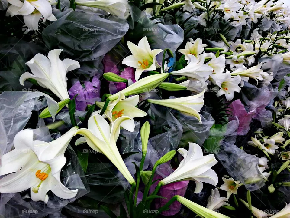 Easter Lily