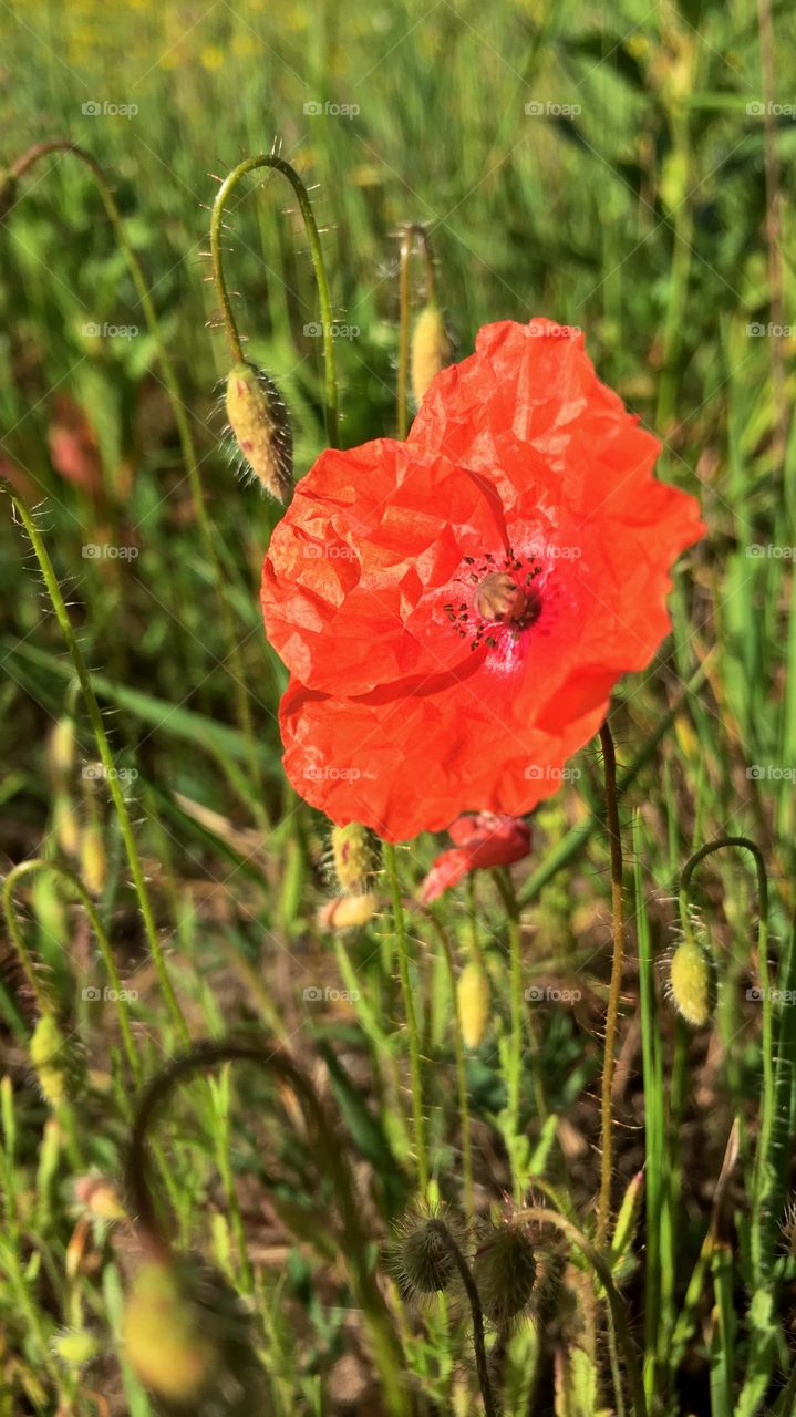 Nature, Flower, Flora, Poppy, Summer