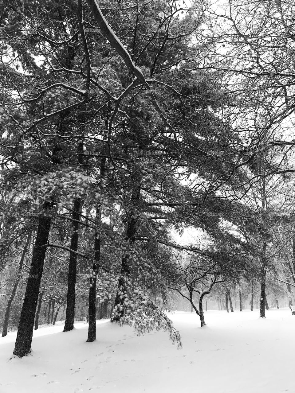 Trees and snow