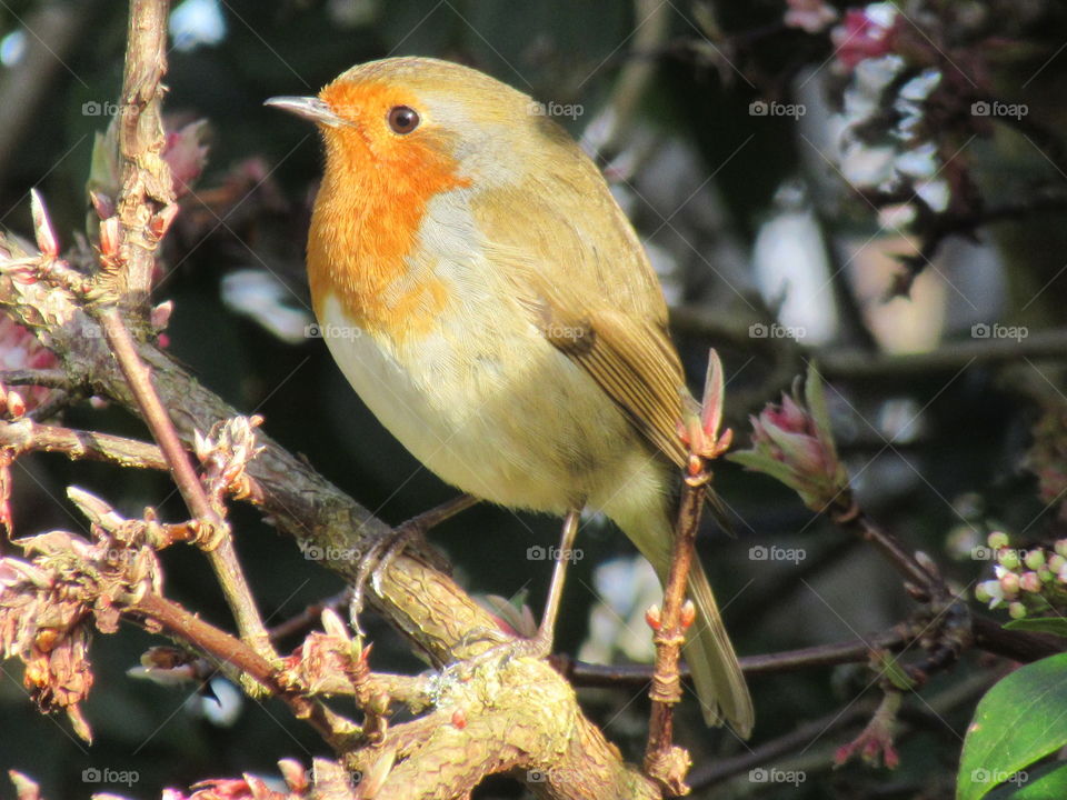 Robin on branch in the winter sunshine
