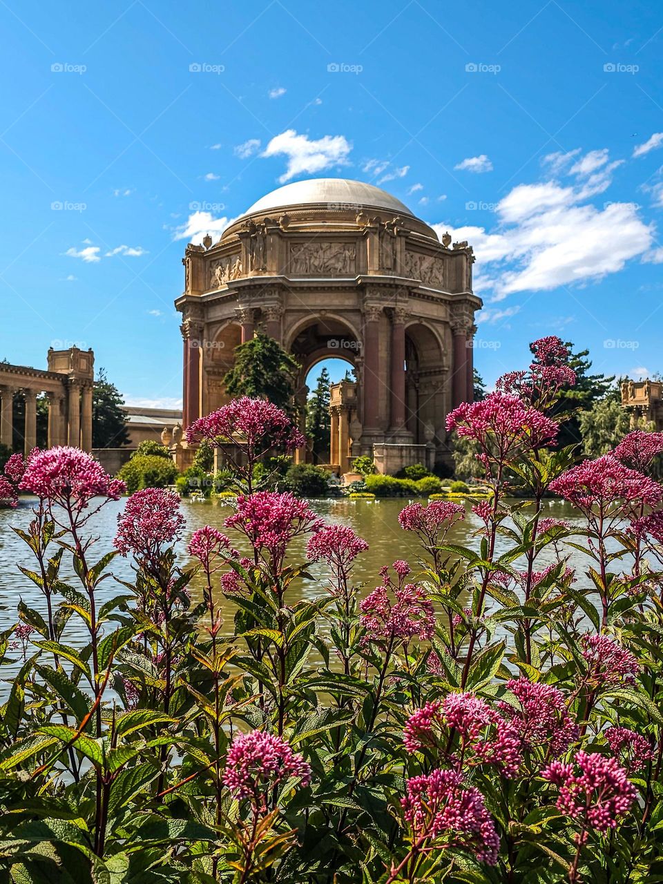 beautiful sunny summer day at the palace of fine arts in San Francisco California with the flowers blooming and clear skies