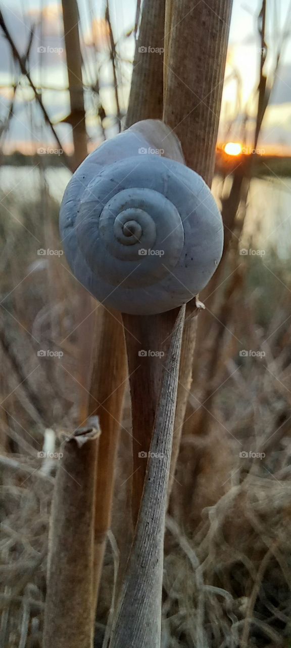 Snail on stalk