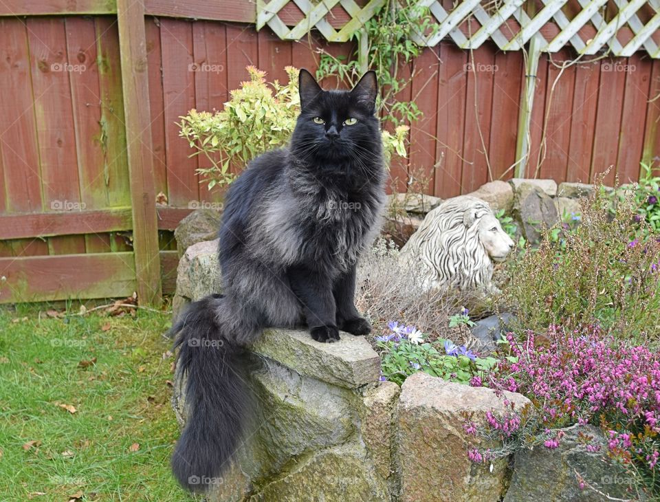 BLACK CAT SITTING ON A STONE WALL LOOKING AT THE CAMERA.