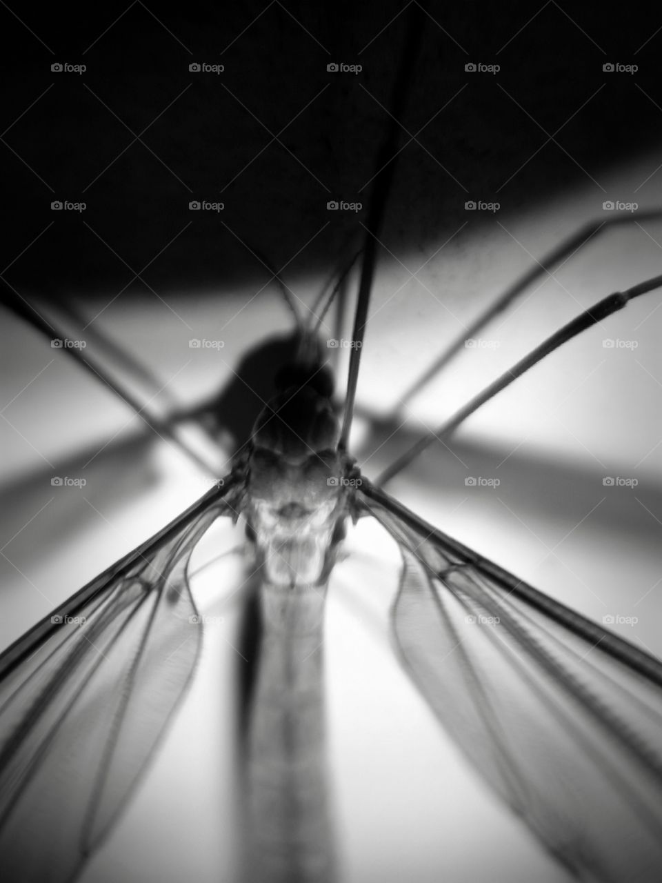 Crane Fly