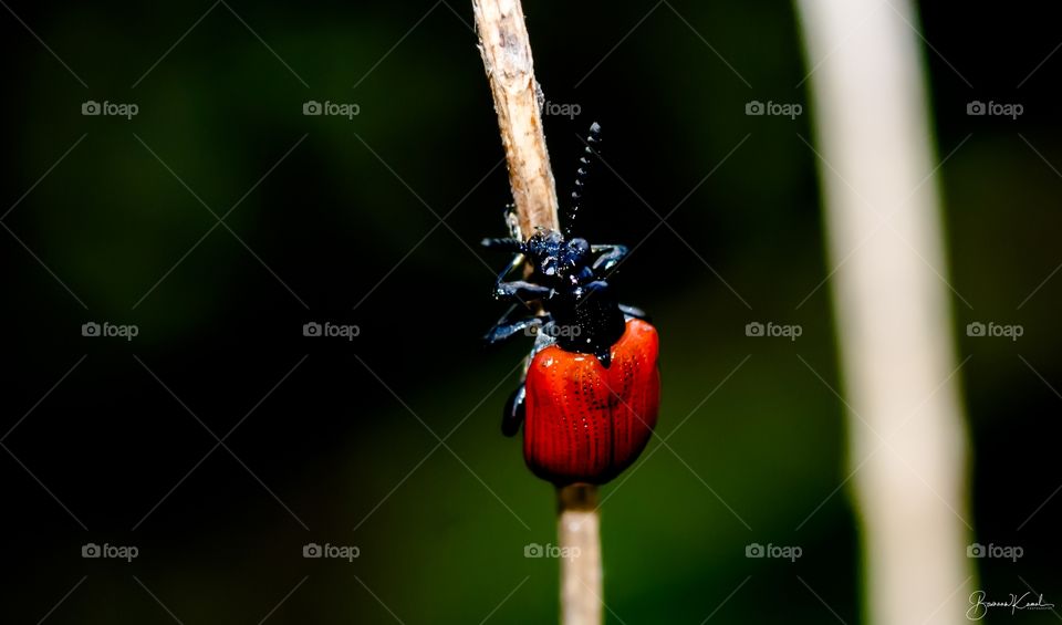 Lilioceris sp (Chrysomelidae), Salem, India
