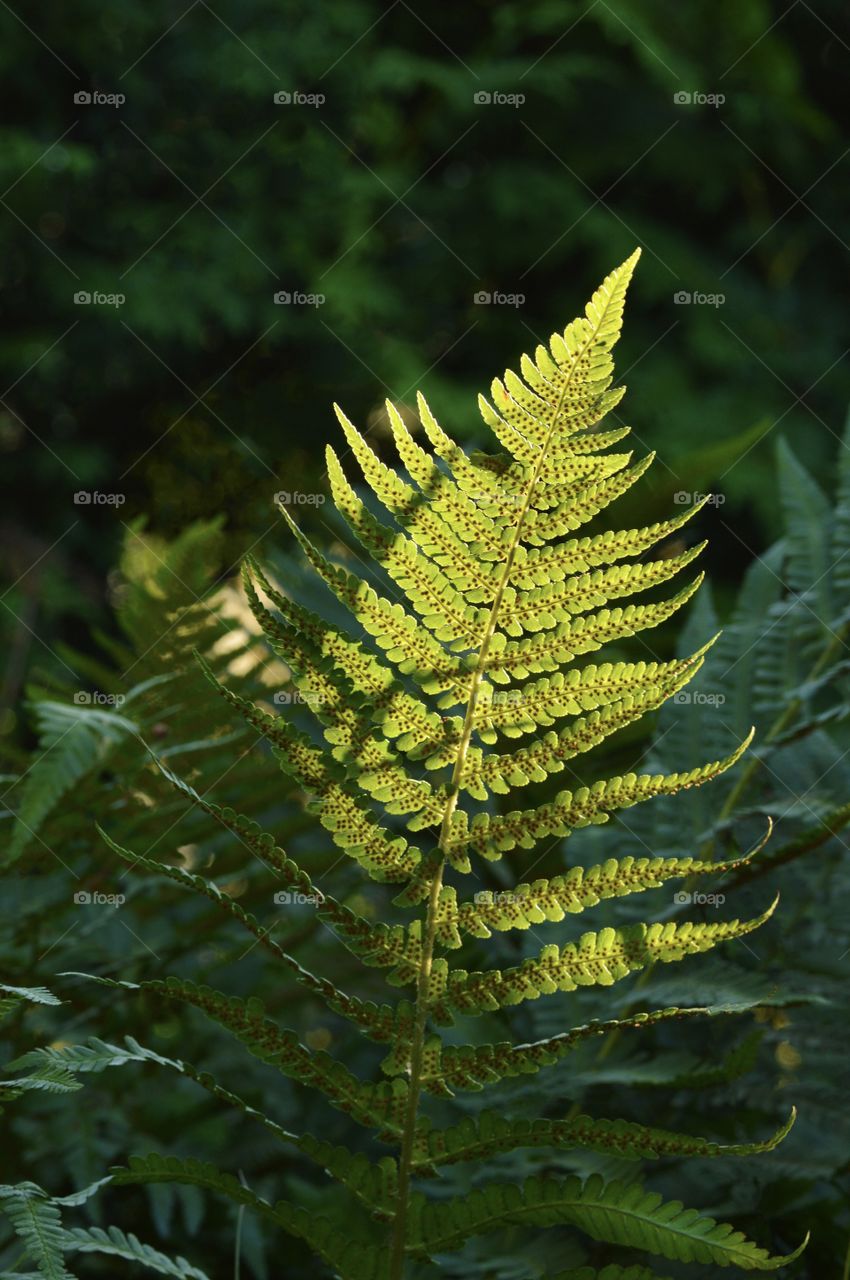 Closeup macro of a fern in nature