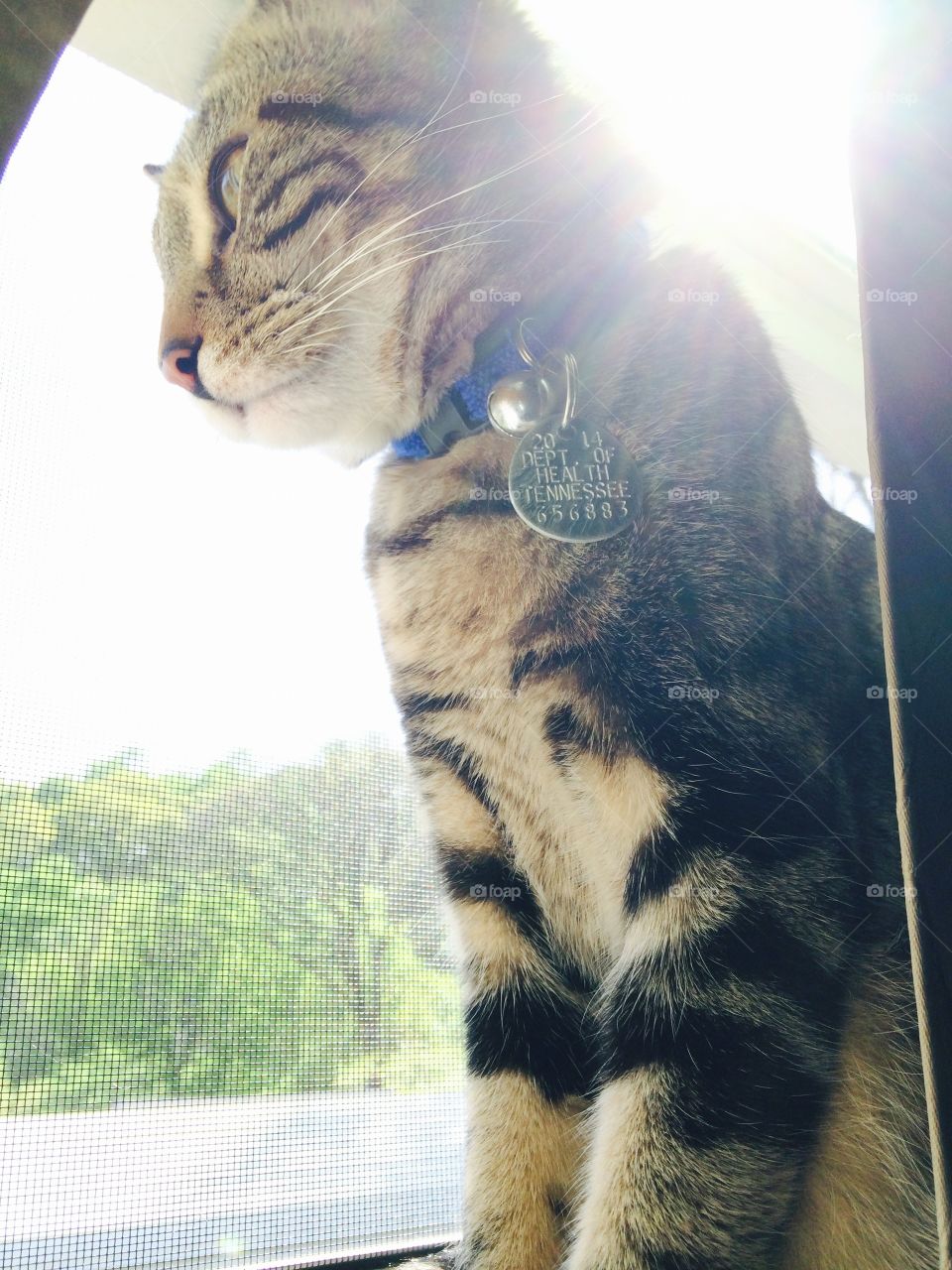 This is my baby Leo. He was having fun up in the window one morning.