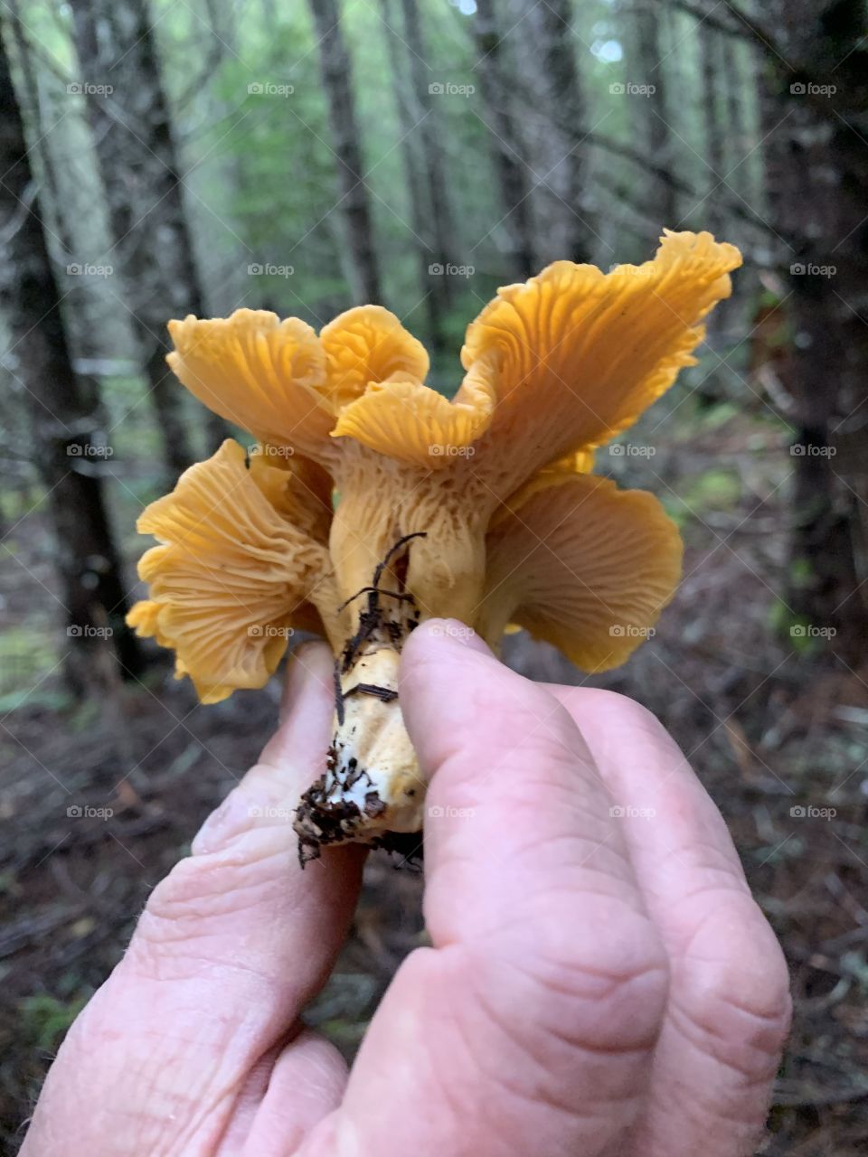 Picking wild mushrooms 