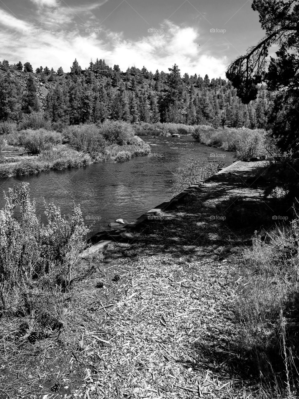 The beautiful Deschutes River winds through the woods alongside a nature trail near the Central Oregon town of Tumalo on a nice summer day. 