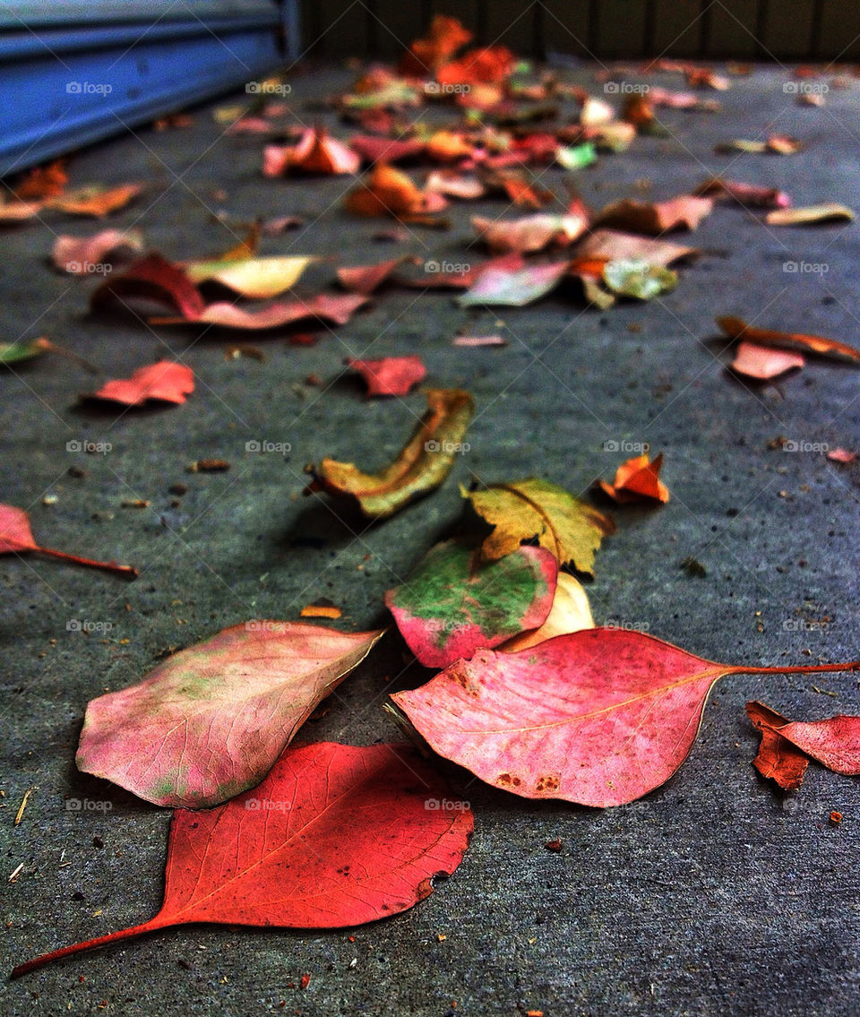 green red color leaf by analia