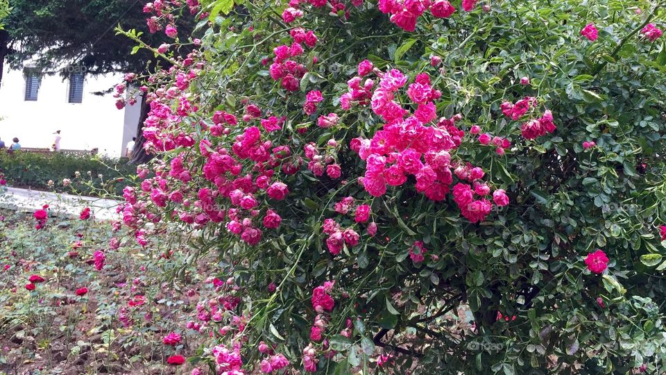 Tree of beautiful romantic rose, early spring signs 