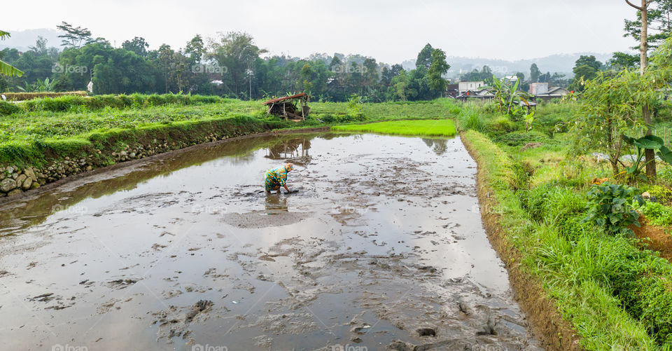 work in rice field