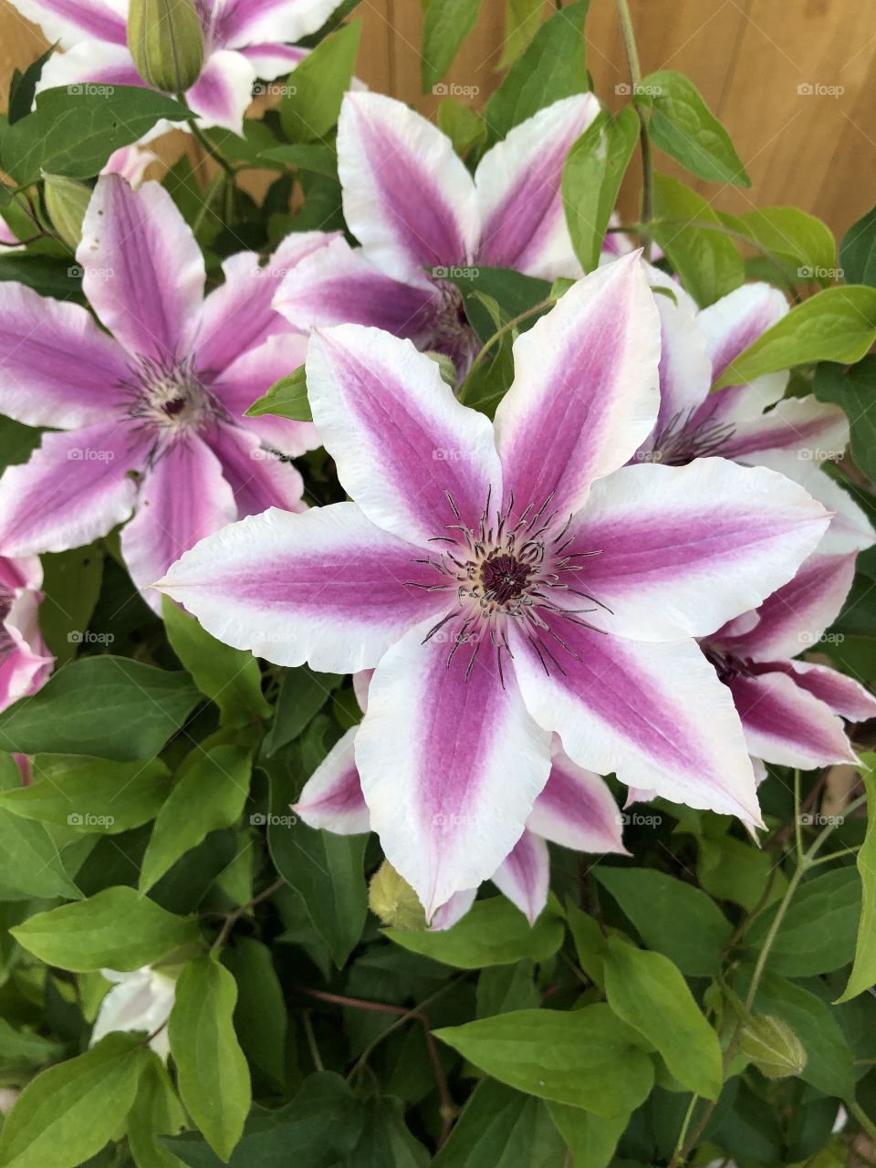 Clematis