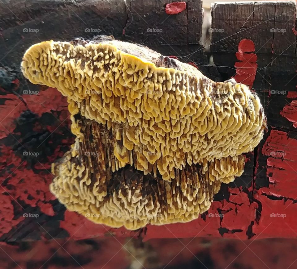 Fungus