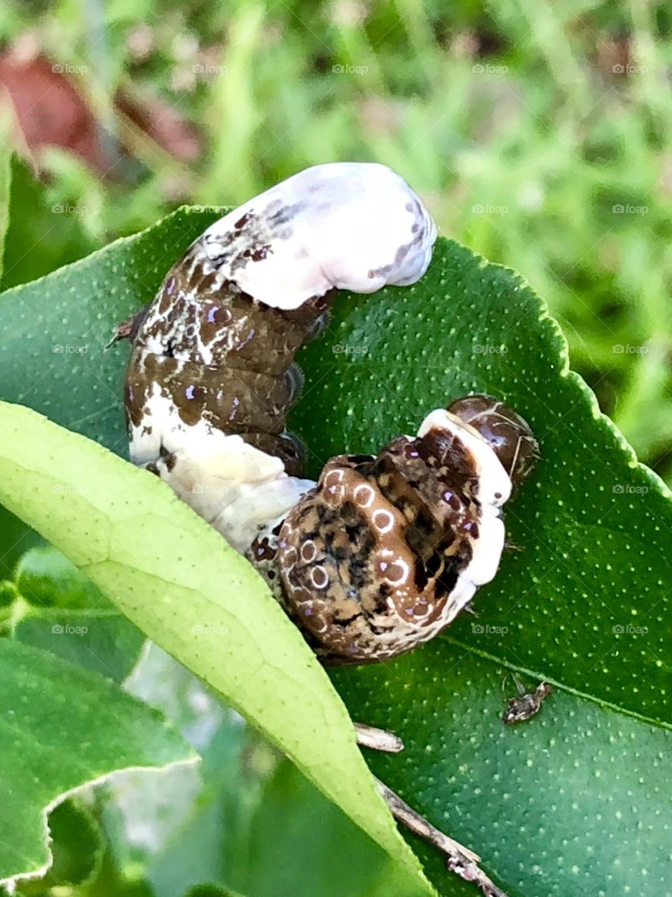 Giant swallow tail caterpillar 