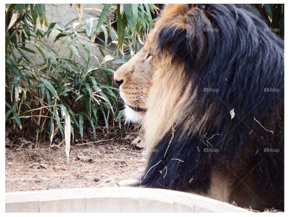 Lion at National Zoo
