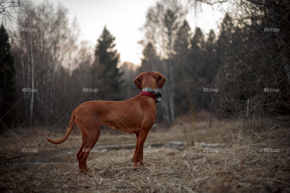 Hungarian vizsla playing outdoor at spring evening 