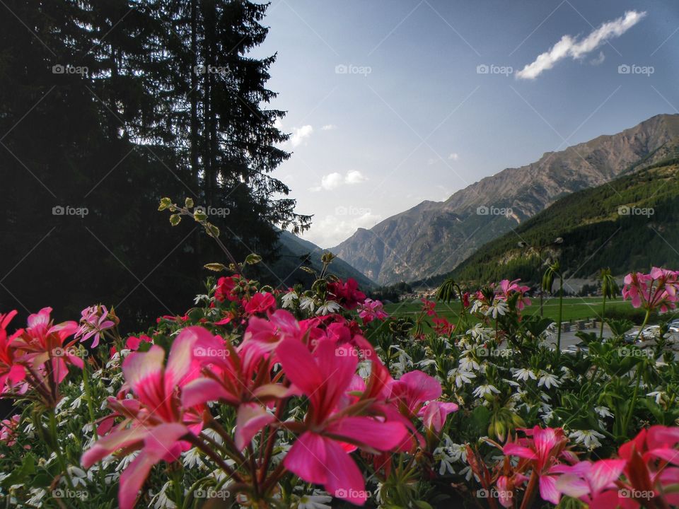 Flowers in the mountain