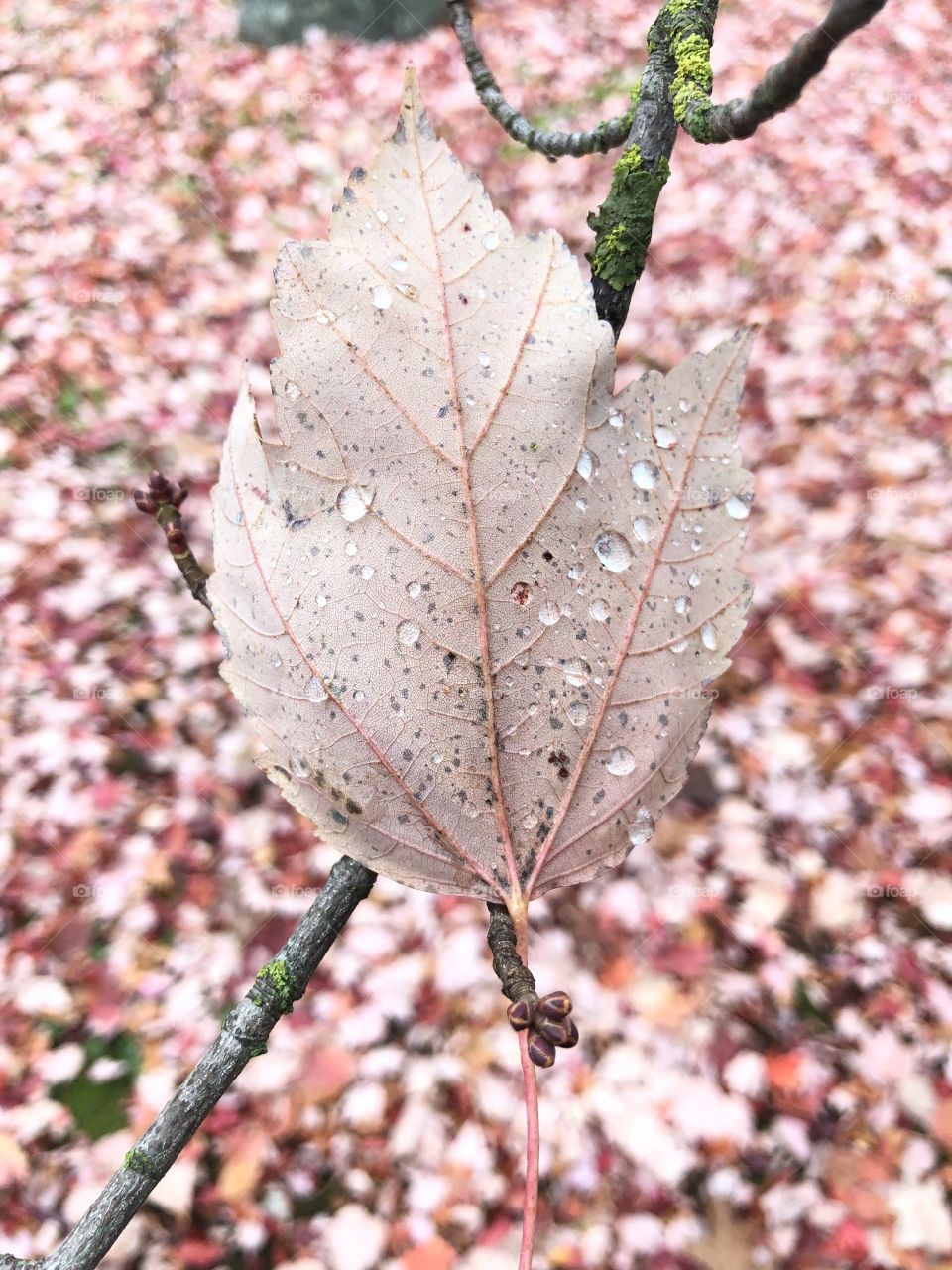 Autumn sprinkles 