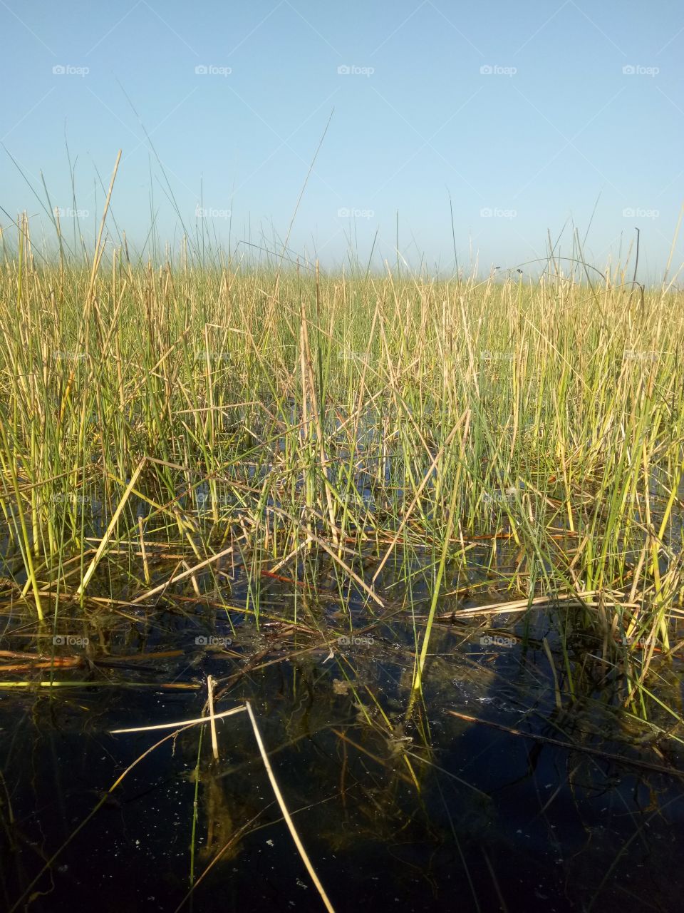 Growing grass on lake