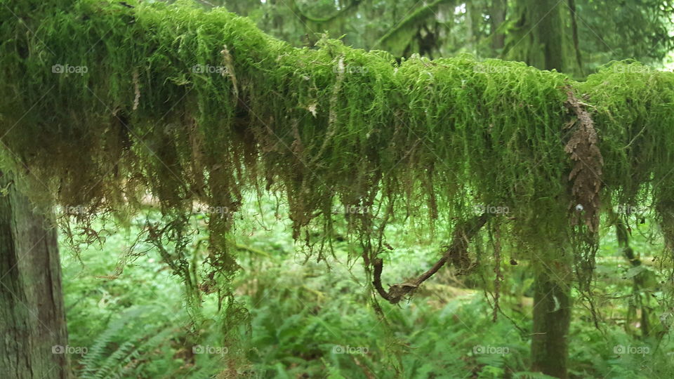 mossy branch