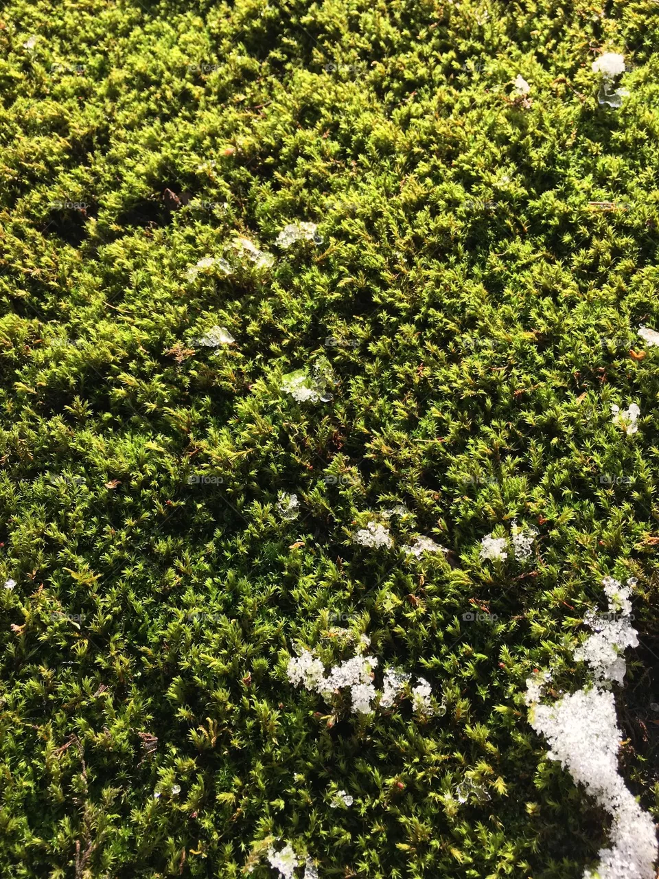 Moss