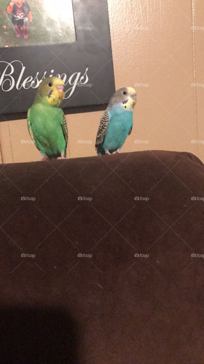 Pretty birds