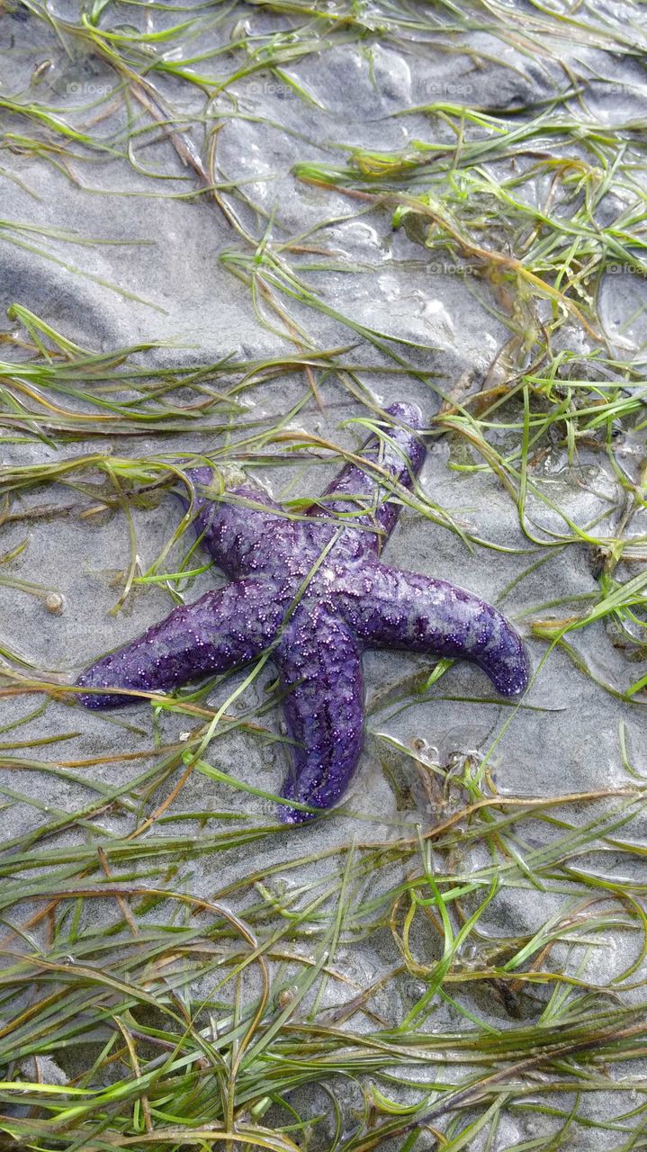 Star Fish