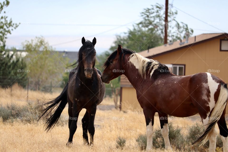 Wild Horses near Stagecoach Nevada in the Sierra Nevadas area. 