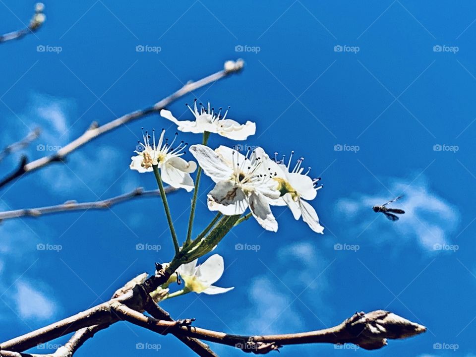 
First Signs of Spring - Bee buzzing around the new Flower of the Bradford Pear Tree. The warmth along with occasional rainfall has stimulated growth of new leaves in many trees, plants and some flowers as well. 