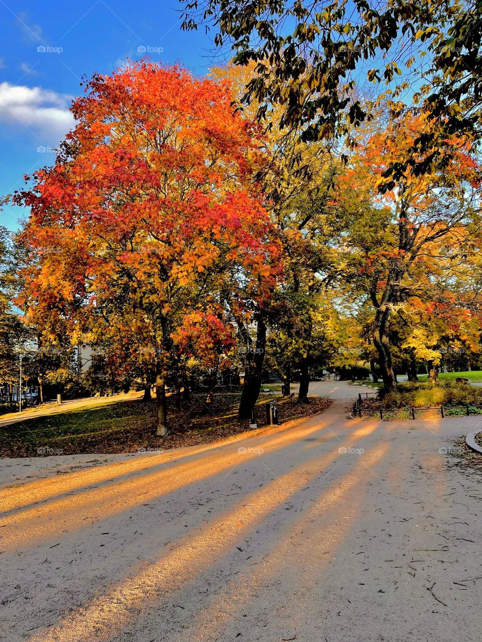 Last sunrays light up autumn foliage