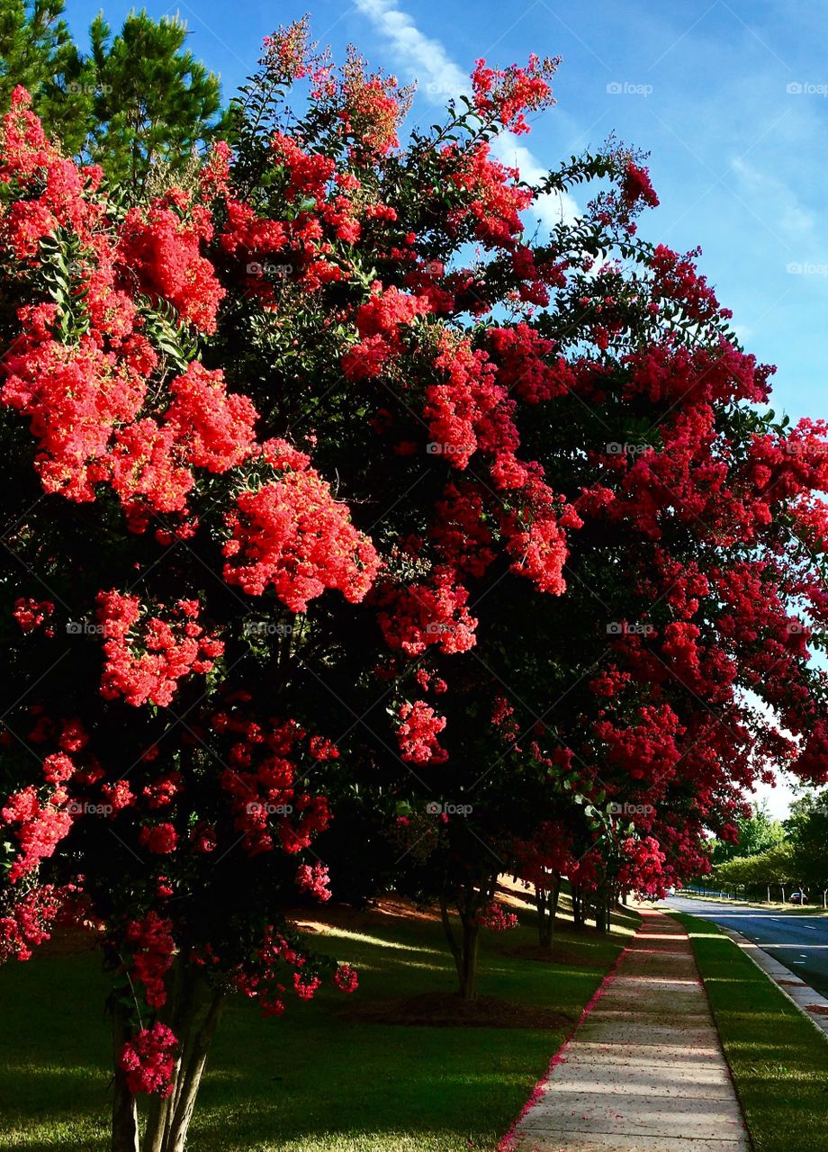 Crepe Myrtle in bloom