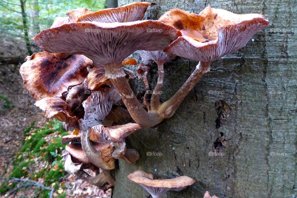 Forest fungi on a tree