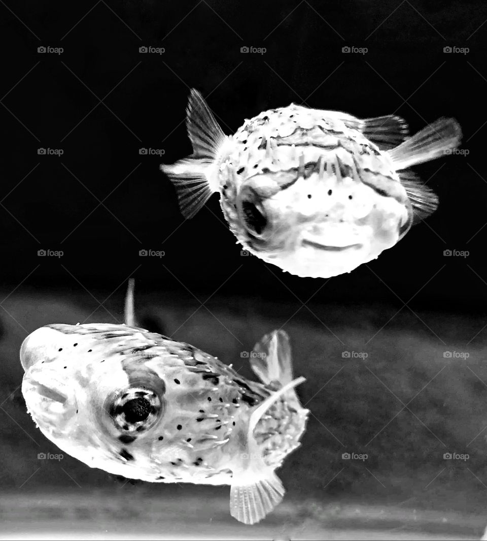 Capturing puffer fishes hovering for a still shot.
