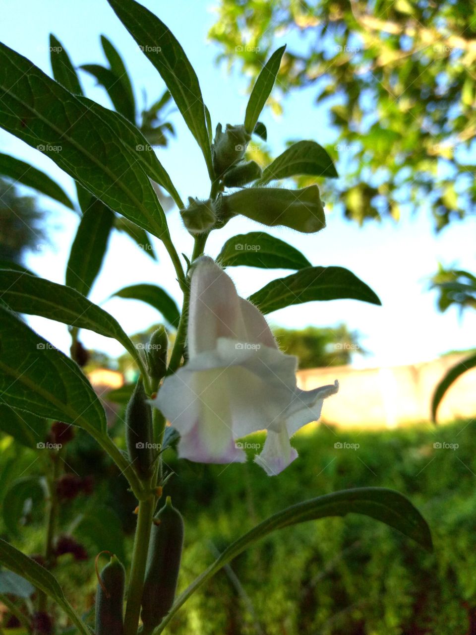 flowers