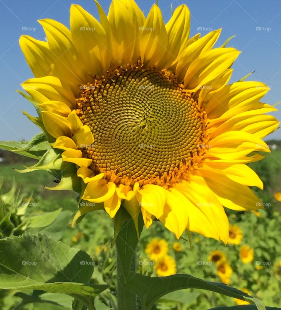 Beautiful yellow sunflower standing tall in a field in the country on a sunny day with blue skies 