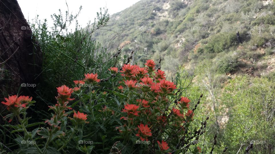 Flower, Nature, No Person, Flora, Outdoors