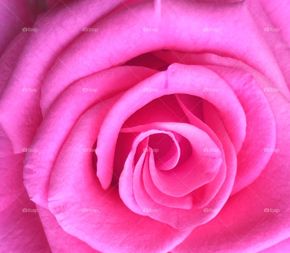 Blooming Pink Rose