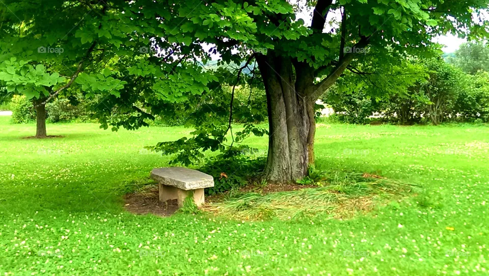 Leaf, Grass, Garden, Wood, Nature