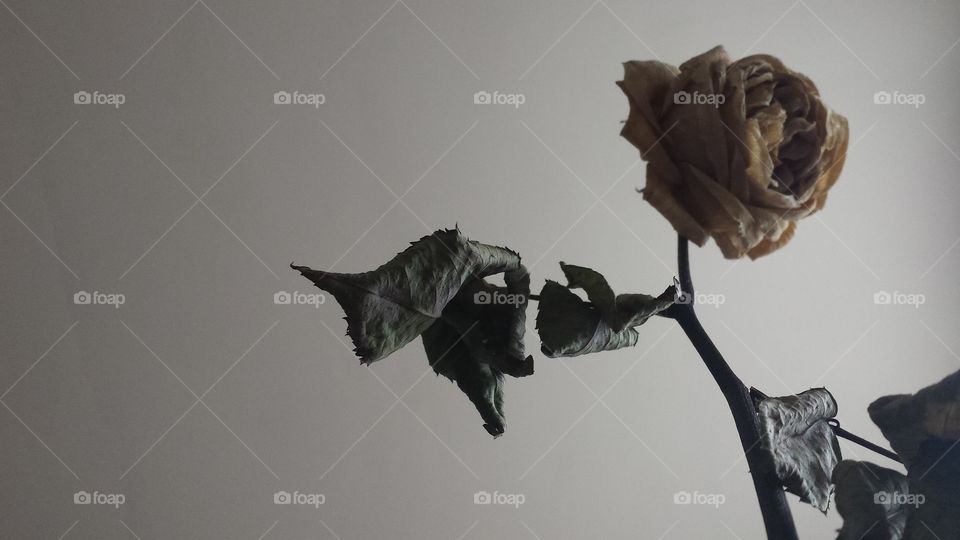 Dead rose