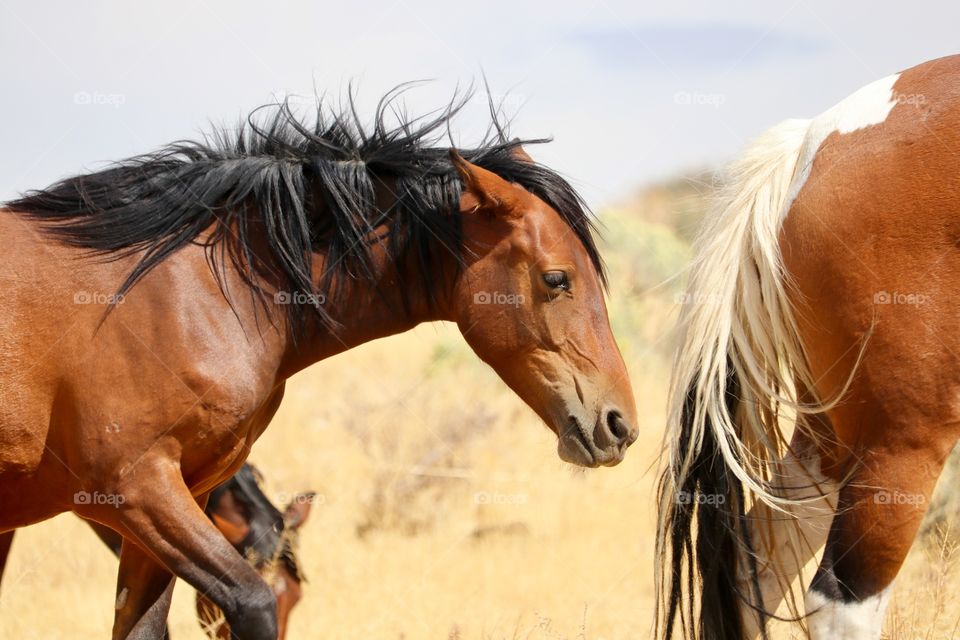 Wild mustang horses side view in the high Sierra mountains of Nevada 