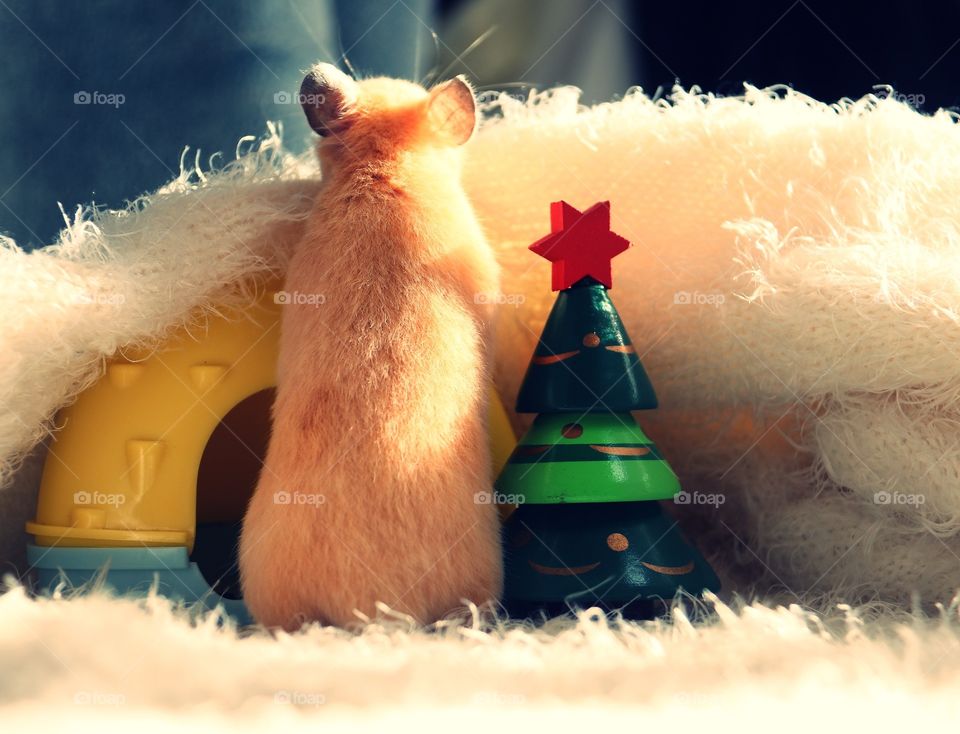 Hamster from the back looking something