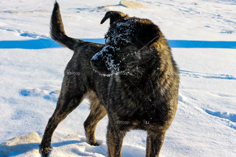 Dog