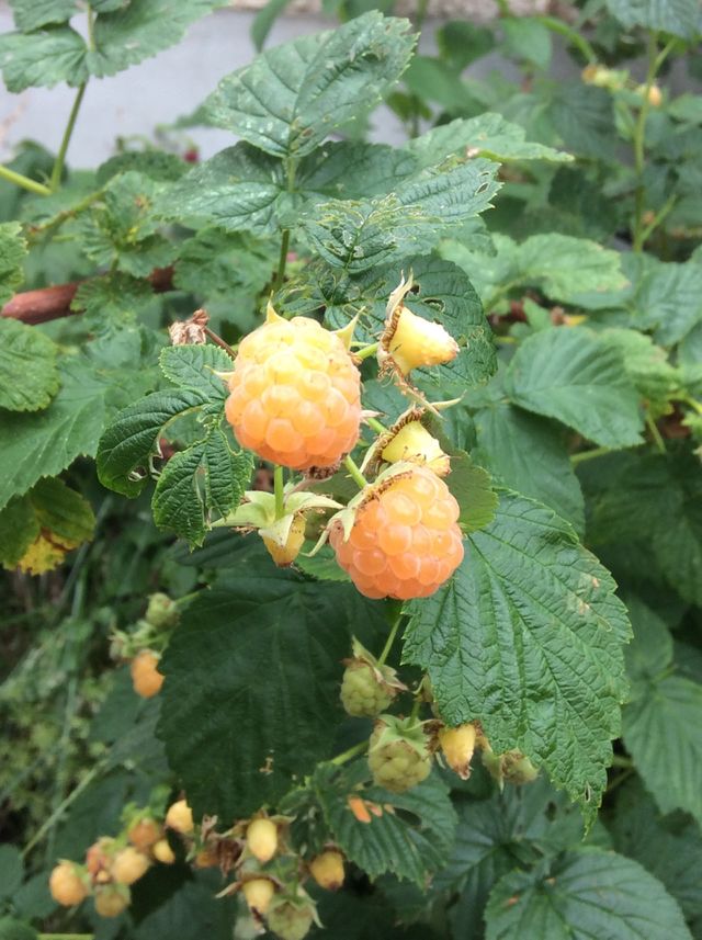Golden Cuties