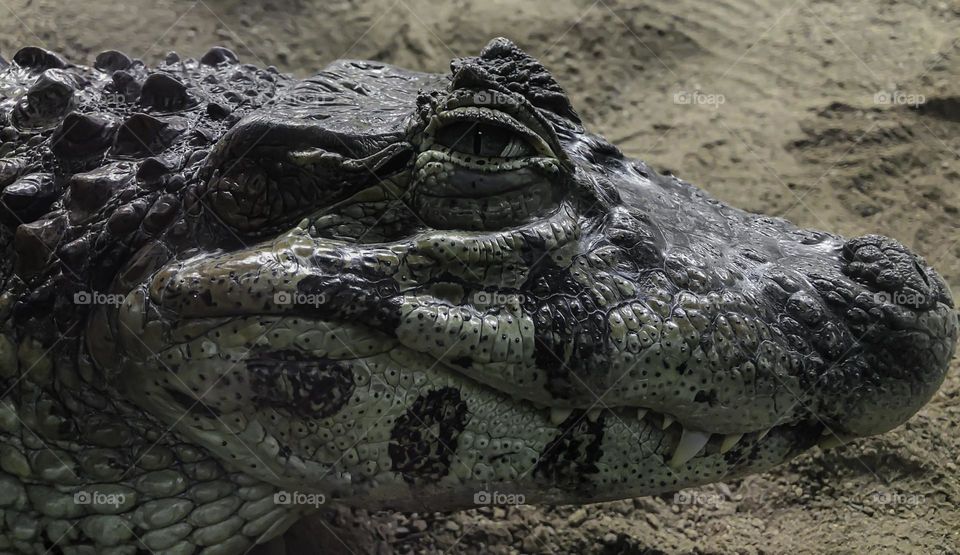 A head, profile shot of a Yacaré Caiman